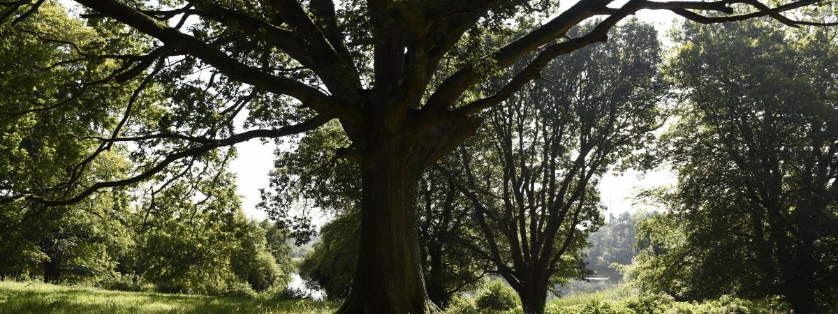 New Tree Charter: are you in? New Tree Charter: are you in?