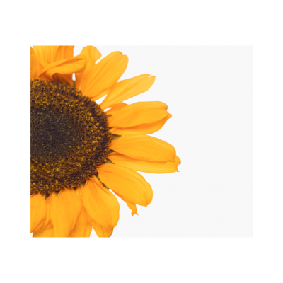 Annette Begley Consulting