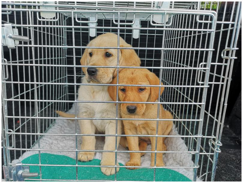Guide Dog Puppies Chrri and Piper arriving from Scotland to the NI scheme